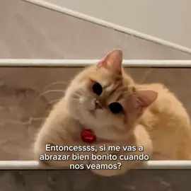 #goodvibess_xd #dedicar #catsoftikok #michis 