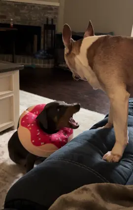 #puppy #doberman #dobermans_of_tiktok #puppytiktok #vicious #cute 