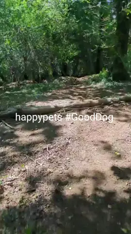 #hounds #GoodDog #loveofdogs #friends #hellotiktok #puppylove #devon #Plymouth #playtime #Deriford #sunshine 
