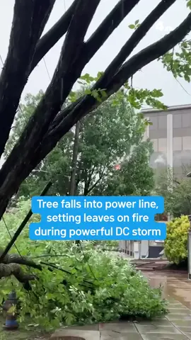Video shows a tree’s leaves on fire after a portion of the tree crashed onto power lines on Ingomar Street NW during storms Thursday evening. It's just one of the many downed trees reported across Maryland, D.C. and Virginia after a line of intense storms and destructive winds blew through the area. News4’s Jackie Bensen reports. #severeweather #storms #thunderstorm #summerstorm #washingtondc #dc #maryland #md #virginia #va #dmv #dmvnews #weather #rain #wind