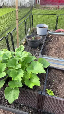 Who needs Whole Foods when I got Whole Raised Beds in the backyard?! 💅🏾🌱 This #garden didn’t come to play—it came to #slay, #grow, and snatch edges with fresh #produce. 😂 I see you! Now if my #squash start acting brand new, they getting pulled. Period. Because the #Zucchini is cutting up 😂   Now taking bets on which plant thinks it’s the main character.  #GardenGlowUp #PlantParentProblems #RaisedBedFlex #GrowBabyGrow #GardenLikeAGangsta #HomegrownAndHungry #BackyardBotany #GreenDramaQueen #NoWeedsAllowed #BougieAndBotanical #GardenWithAttitude #RaisedBedRoyalty #Soil #Rich #VeggiesWithVibes #SouthernRooted #Homegrown #PlotTwist  I am a #Gardener 