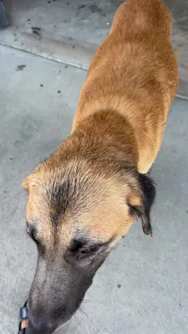 I have no doubt that Izzy sent this sweet boy to us! Look at the before and after, and we have changed his name to Atlas! He’s going to make the best farm dog! 