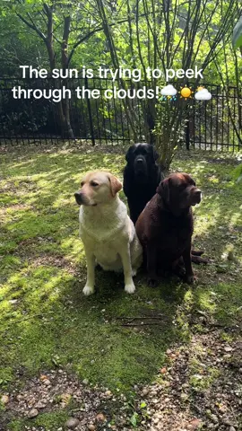Sunshine and rainbows coming your way☀️🌈🤎🖤💛#thelbbeffect #wetdog #dogs #sunshine #rainbow #dogsoftiktok #for #foryoupage #foryourepage #foryoupageofficiall #fyp #fypシ #fypage #trending #trend #dogmom #Love 