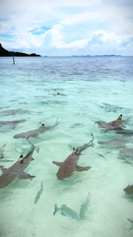 Ini bukan tentang ko deng sa tapi ini tentang ikan hiu yang ada di pulau wayag Raja ampat🙏👌 #indonesiatimur #pesonaindonesia #kotasorongpapuabarat💚🖤🎉🤗 #rajaampatislands 