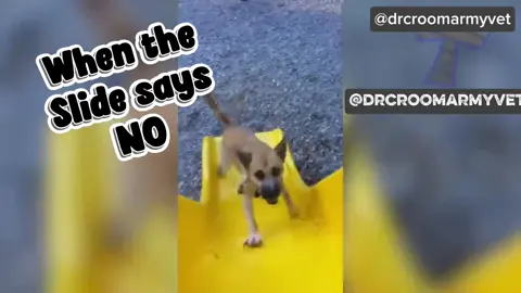 Me vs Adulthood… we’re still battling!                                     🐶 Want your dog smarter, calmer, viral-ready? Link in bio.    #funnypets #germanshepherd #puppylife #dogtok #capcut #viralvideo #fyp  