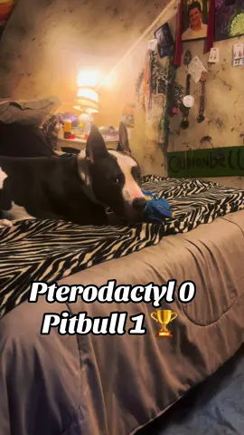 The pterodactyl has OFFICIALLY lost!!! 🫢 #dogsoftiktok #dogmom #puppy #pitbull #viral #pet 
