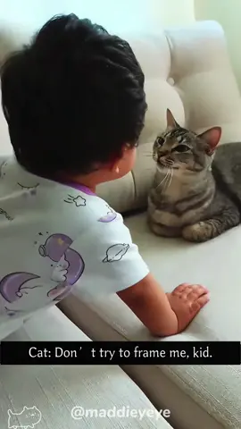 Cat: Don’t try to frame me,kid.#cat #kitten #cutecat #funnycat 