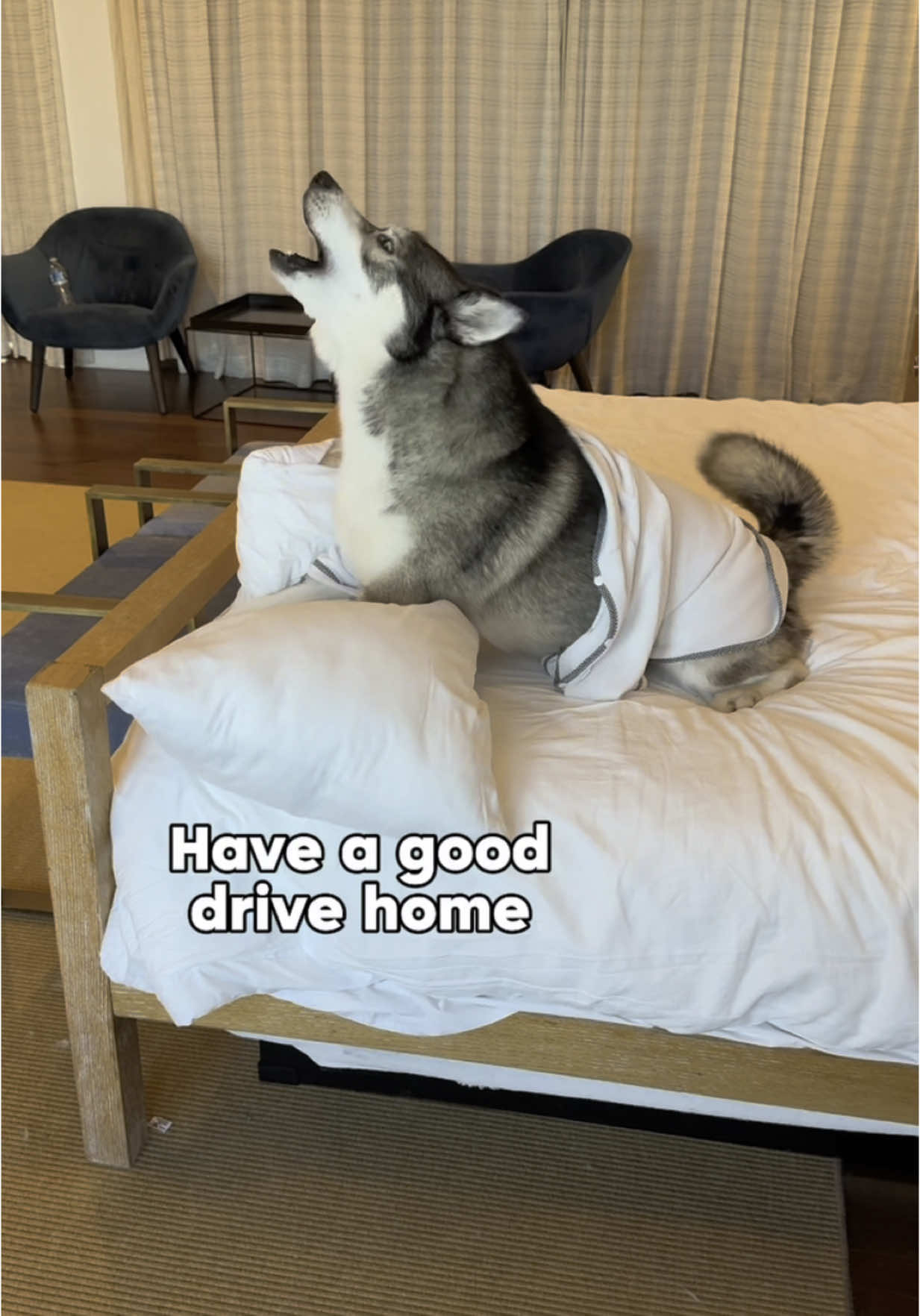 Looks like he needs to find a new hotel to stay in 🤷🏼‍♀️😂 #travel #traveltiktok #hotel #dogs #dogsoftiktok #dogs #hotelroom #doglover #husky 