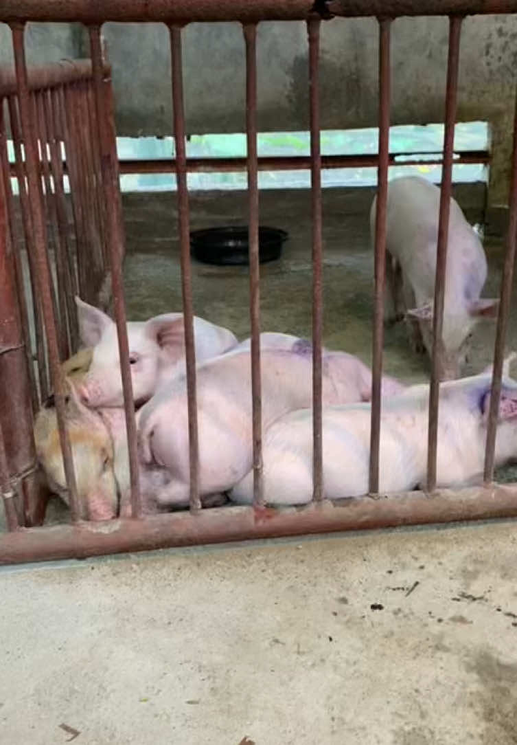 Mosquito net ang katapat #fyp #pigsoftiktok #pigfarming 