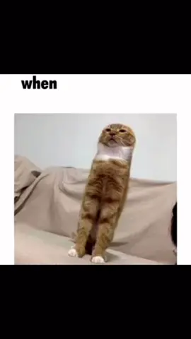 315 #cat #meme #whenhe #whenheatthe #whenhe #cats #catsoftiktok #he #when #catmeme