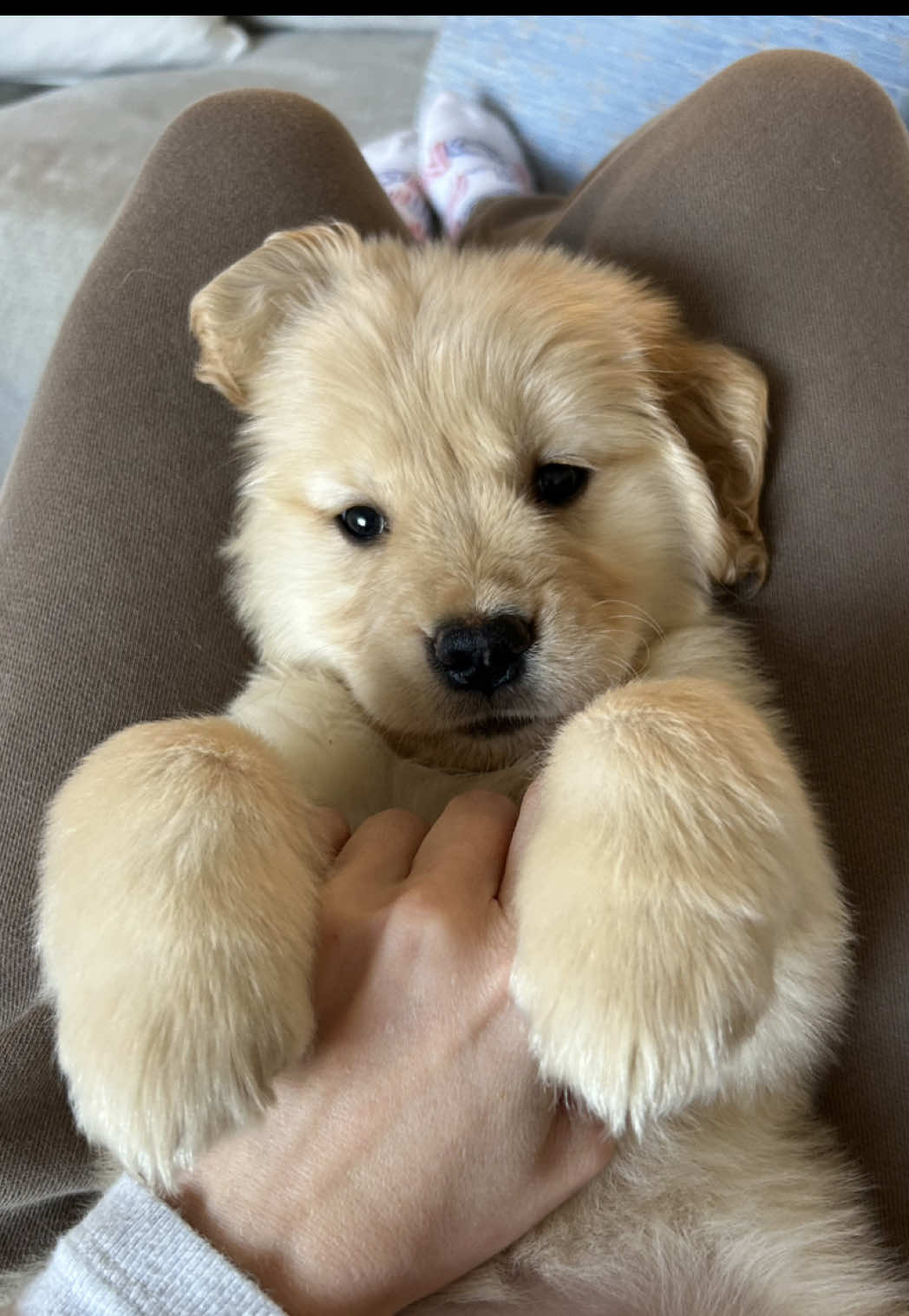 Back with a compilation of the most requested vids!! Cooking with Haze when she was a baby ❤️❤️ If only I could hold her like this now #puptok #puppytraining #hazelthegolden @Hazel the Golden Girl 
