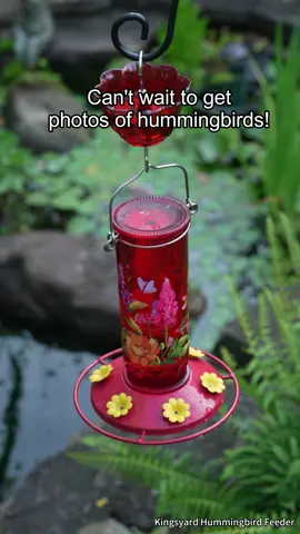 Fill the kingsyard hummingbird feeder, and it won’t take long for these little visitors to find your backyard! ❤️ #birdfeeder #hummingbird #Birdwatching #Birdlovers #naturelover #hummingbirdsoftiktok #nature #kingsyard #fyp 
