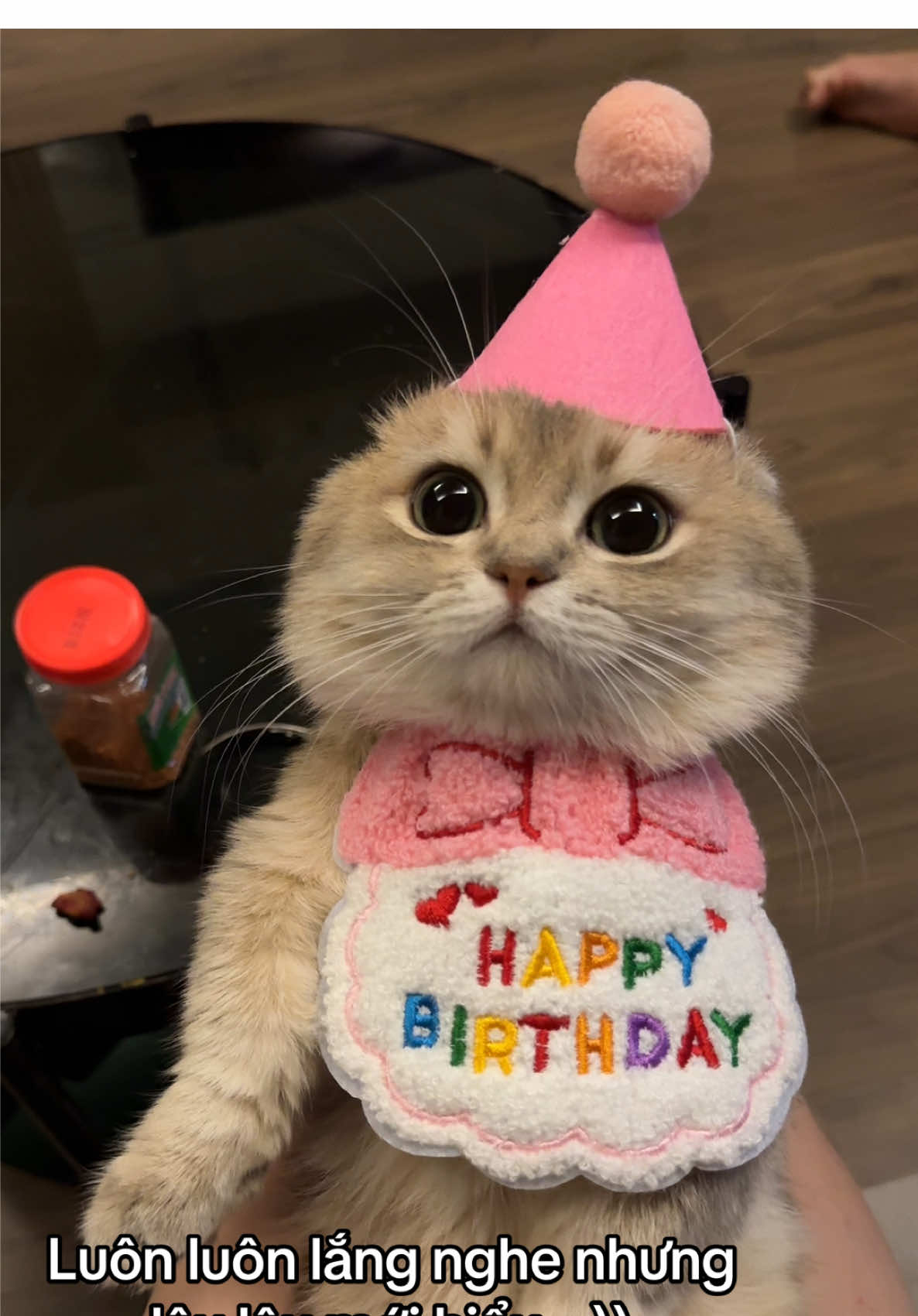 Mặt ảnh kiểu: Không hiểu chiện gì =)) #xuhuong #fyp #pet #trending #titi #viral 