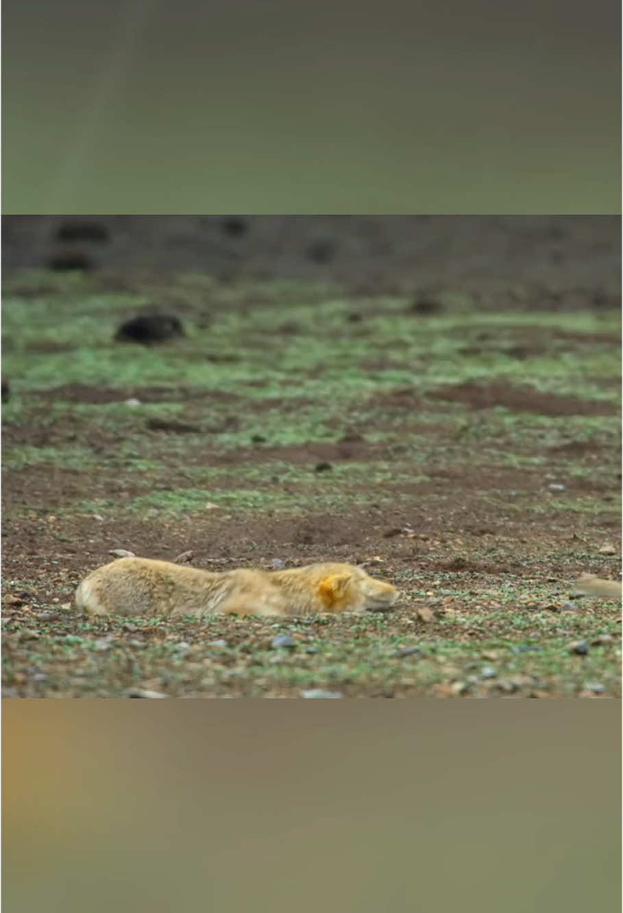 Who could have thought that such blank eyes and a square face could elicit so much sympathy?#animals #Foryou #Friendship #Us#Pika