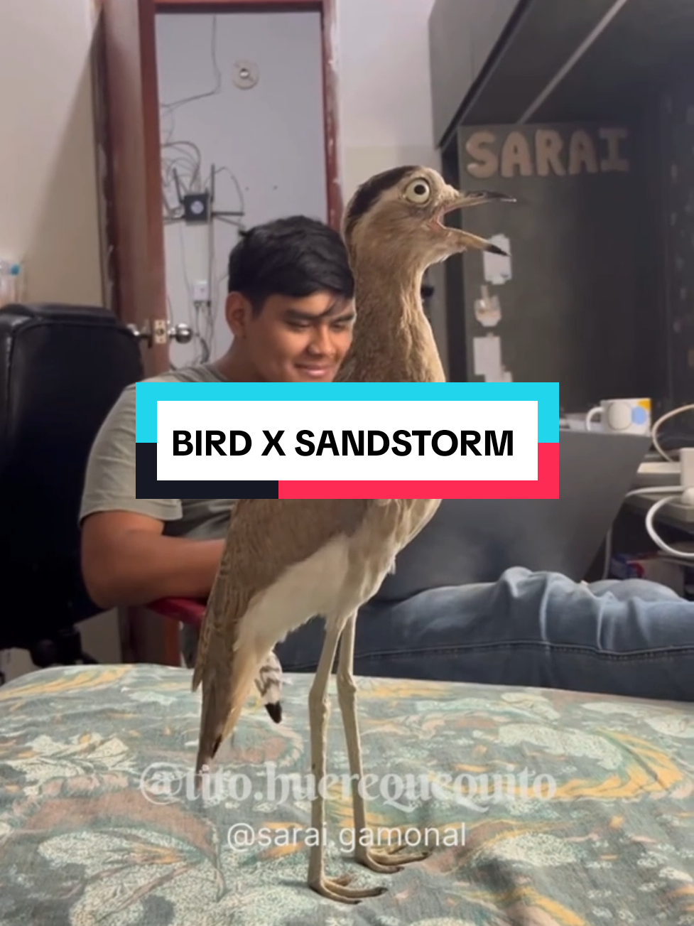 Replying to @markmywords558 OG video: @Sarai.gamonal  #bird #birds #birdsounds #darude #sandstorm #darudesandstorm #trancemusic 