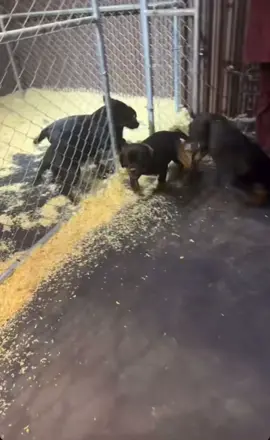 They ate not long ago and have been playing 😂🥰 #rottweilerpuppy #rottweiler #fyp 