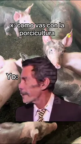 El único límite es tu mente. Gracias adiós por todas tus bendiciones. 🙏🏻 #CapCut #hashtag  #cerdos #marranos #colombia #nortedesantander #ganaderia #humor #produccionporcina #agrotiktok #cerdosderaza #pigbreeds #gestantes #cerdasgestantes #materna #viralvideos #lechon #ocaña #abrego #paratiiiiiiiiiiiiiiiiiiiiiiiiiiiiiii #pietran #porcicultura 