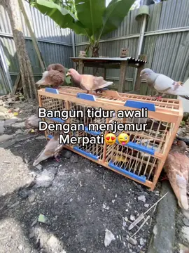 Pagi jemur merpati, siang bersih kandang merpati, sore maen merpati, malamnya ngaw¡ni merpati (hidupku penuh dengan merpati🕊️) #merpatikolong #merpatitinggian #merpatitomprang #merpatikolongindonesia #merpatikolongbebas #merpatikolongan #merpatitiktok #merpatilovers #merpatitompranglosdor #merpatilosdor #merpatitomprangan #merpati #pmti #pmkn #ppmbsi #fyp #viral #hidupmacamapaini 