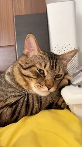 Super handsome #kitty #kittycat #catsoftiktok #catlover 