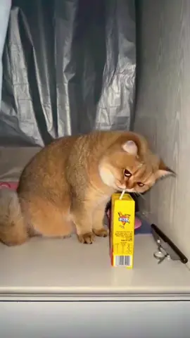 Help 😂this cat’s obsessed with human drinks. #cat #tiktok #usa #cute #catsoftiktok #judge #funny #pet 