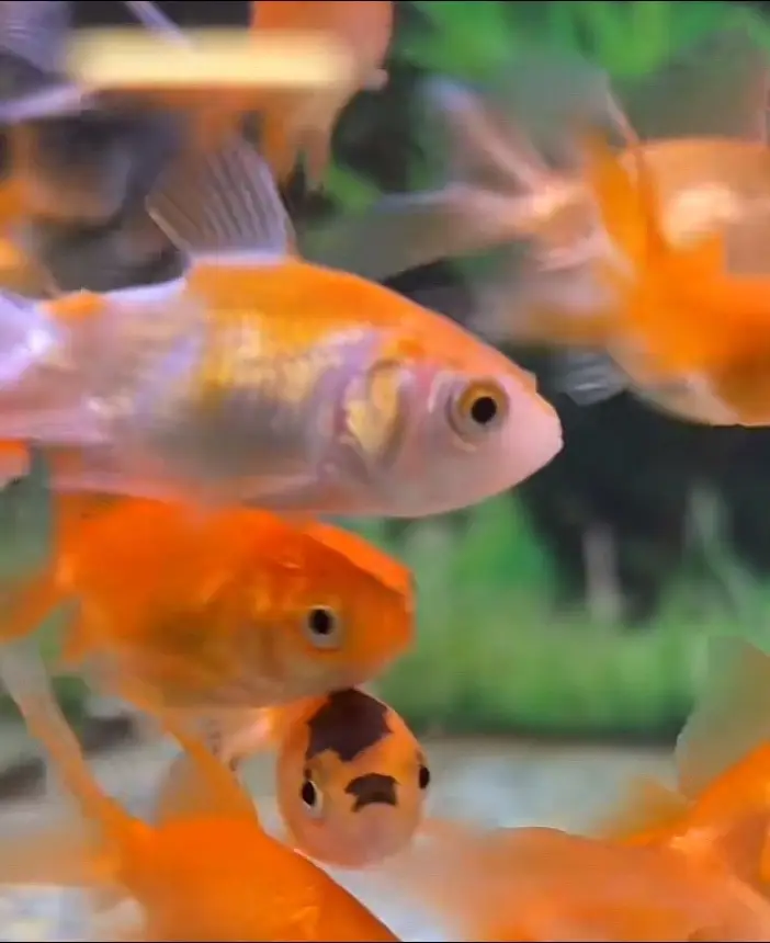 That one fish is just different