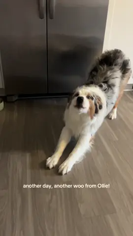 ollie’s morning WOO! #australianshepherd #Tatcha #aussie #fyp #dogsoftiktok #aussiesoftiktok #puppy #puppydog #puppytiktok #dog #sandiego #funnyvideos 