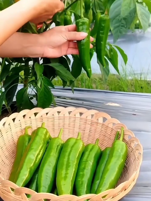 Top 10 interesting facts about health  #top #10 #interesting #facts #food #explore #videos #fyp #viral  #amazingfacts #goodfood #health #healthy #healthtips