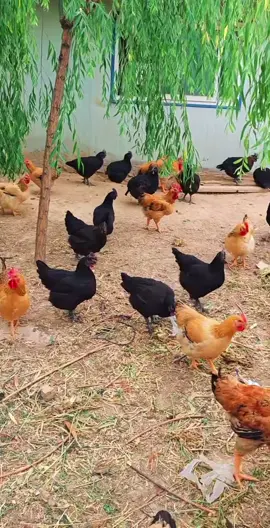 #lovely #hensoftiktok #hen #animals #eating #mom 