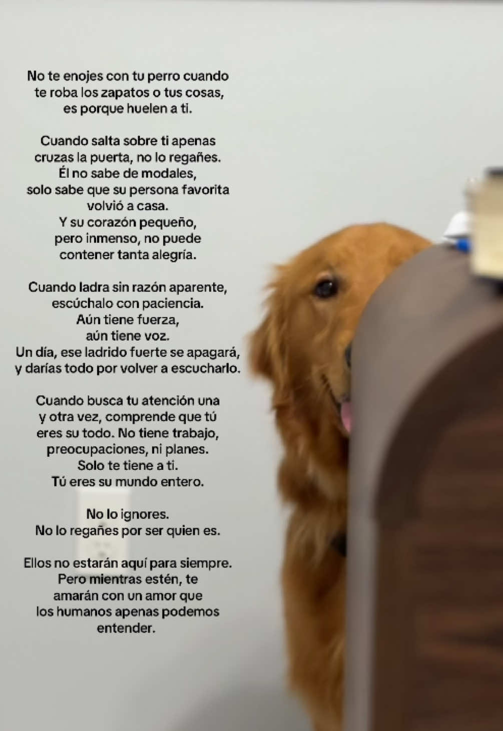 ❤️#doglife 