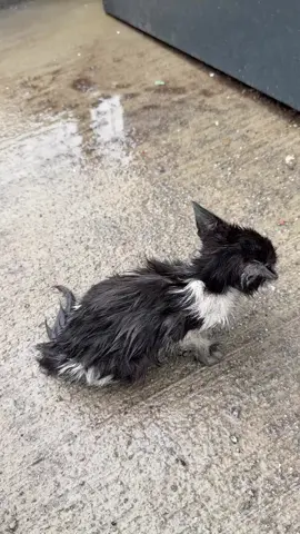 😞 Because stray cats are seen as garbage and their lives don’t matter for many people😞Another poor little soul needing to be rescued urgently, all wet and cold, shaking like a leaf, crying for help 😭😭😭Please help this poor kitty with any donations you can 🙏🙏We desperately need help for this poor little soul 😭😭Vets by emergency now 😭😭The poor kitty needs urgent care 😭😭•PayPal link in bio 🙏