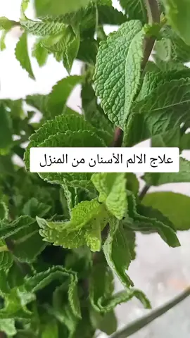 #الاعشاب_الطبيعية#الالم الاسنان #بفضل الله 