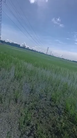 trời nắng nước nóng quá đã lun #nongdan #68kiengiang #ds1 #xuhuongtiktok #xh 