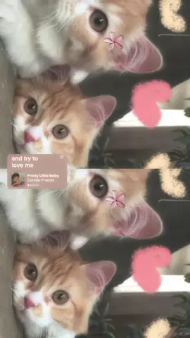 pretty little baby ❤️🥺#fyp #viralvideo #foryoupage #catlover #trendingsong 