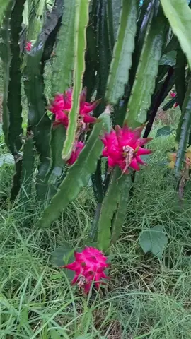 ড্রাগন ফলের বাগান