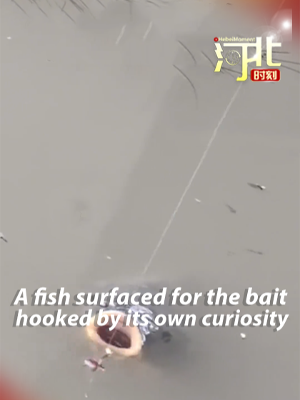 A big fish surfaced for the bait, only to be hooked by its own curiosity. #FishingMoments #BigCatch #NatureSurprise #Hooked #OutdoorLife