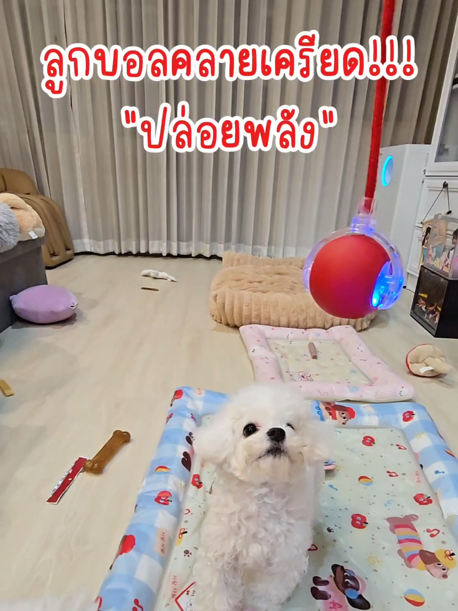 ลูกบอลคลายเครียดปล่อยพลัง เล่นสนุกทั้งวันไม่มีเบื่อ ชาร์ทไฟฟ้า มีหลายจังหวะ อึด ทึก ทนมากค่า #ของเล่นสุนัข #ของเล่นสุนัขเสริมทักษะ #บิชอง #บิชองฟริเซ่  #ไก่ทอดกระเทียมพริกไทยบิชอง #ไก่ทอดบิชอง #พิมทอยส์ #พิมทอยส์รีวิว 
