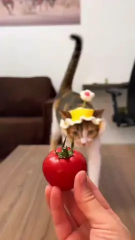 Эти 5 фруктов могут есть кошки #животное #viral #котики #animals #кошка #животное #коты #врекпж #кот #animal #рекомендации #хочуврек #cat 