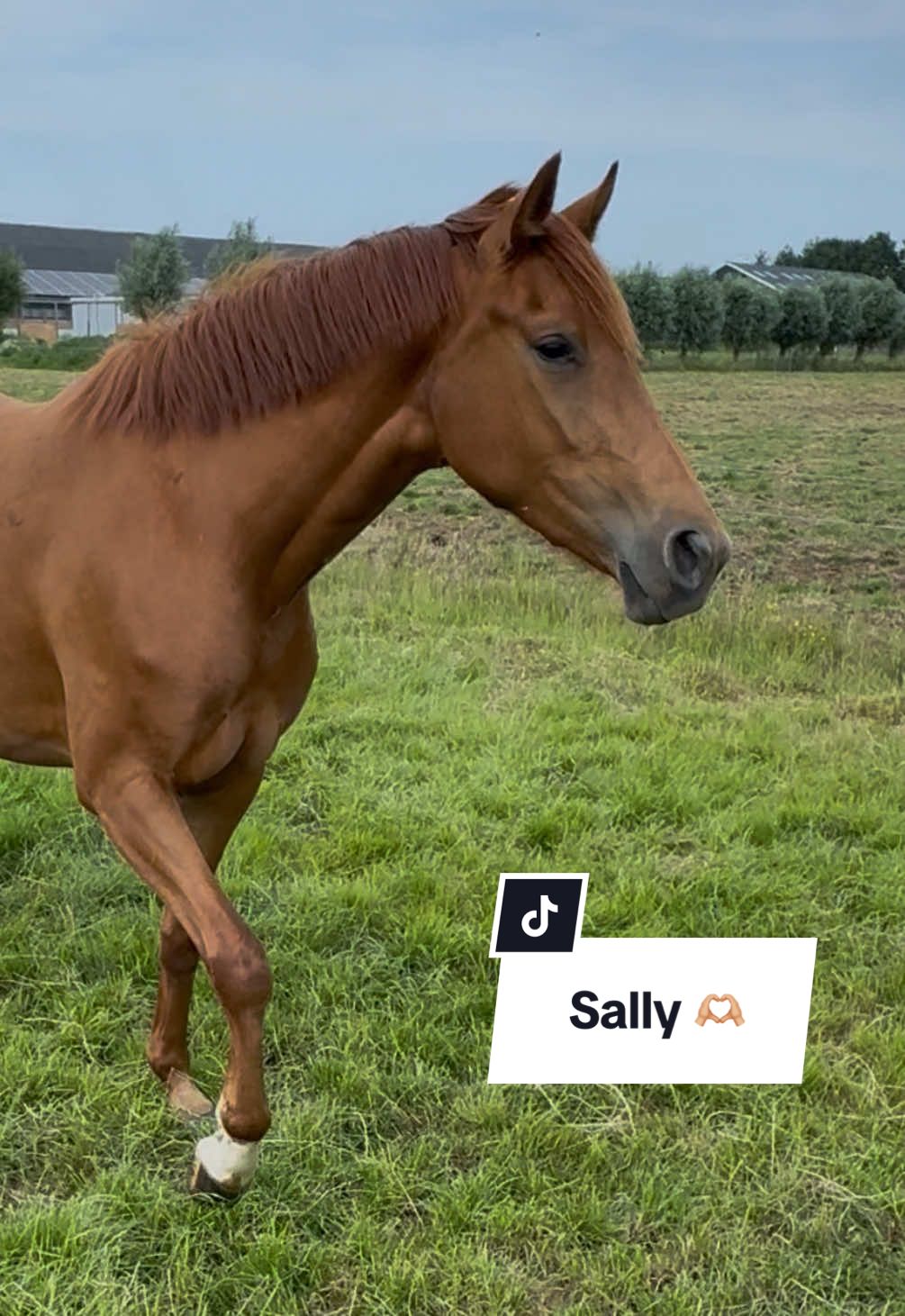 She is like ‘humannnn, don’t you dare to walk away from me!’ 👸🏼😂 #chestnuthorse #horselife #equestrian #chestnutqueen #dressage #horsegirl #foryou #fyp #horsesoftiktok 