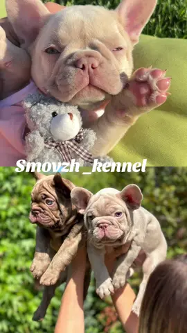 The best puppies here 👍 #frenchbulldogpuppy 