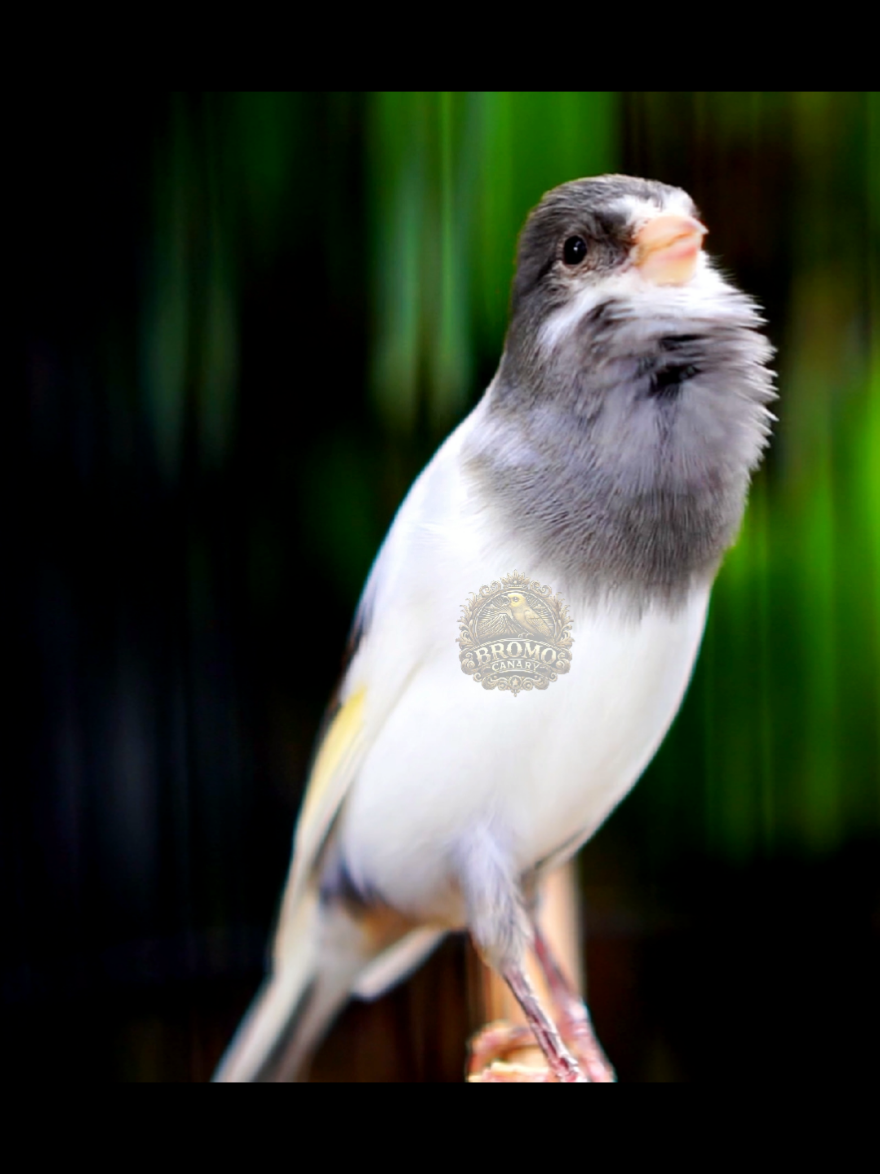 bahan mumetmu bolo,,loper cengkok merdu!!