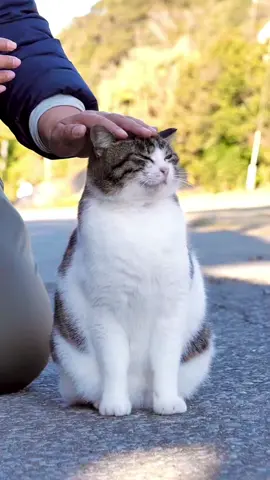 なでなで✨ Happy pat pat❣️ #猫 #cat #キジ白 #なでなで 