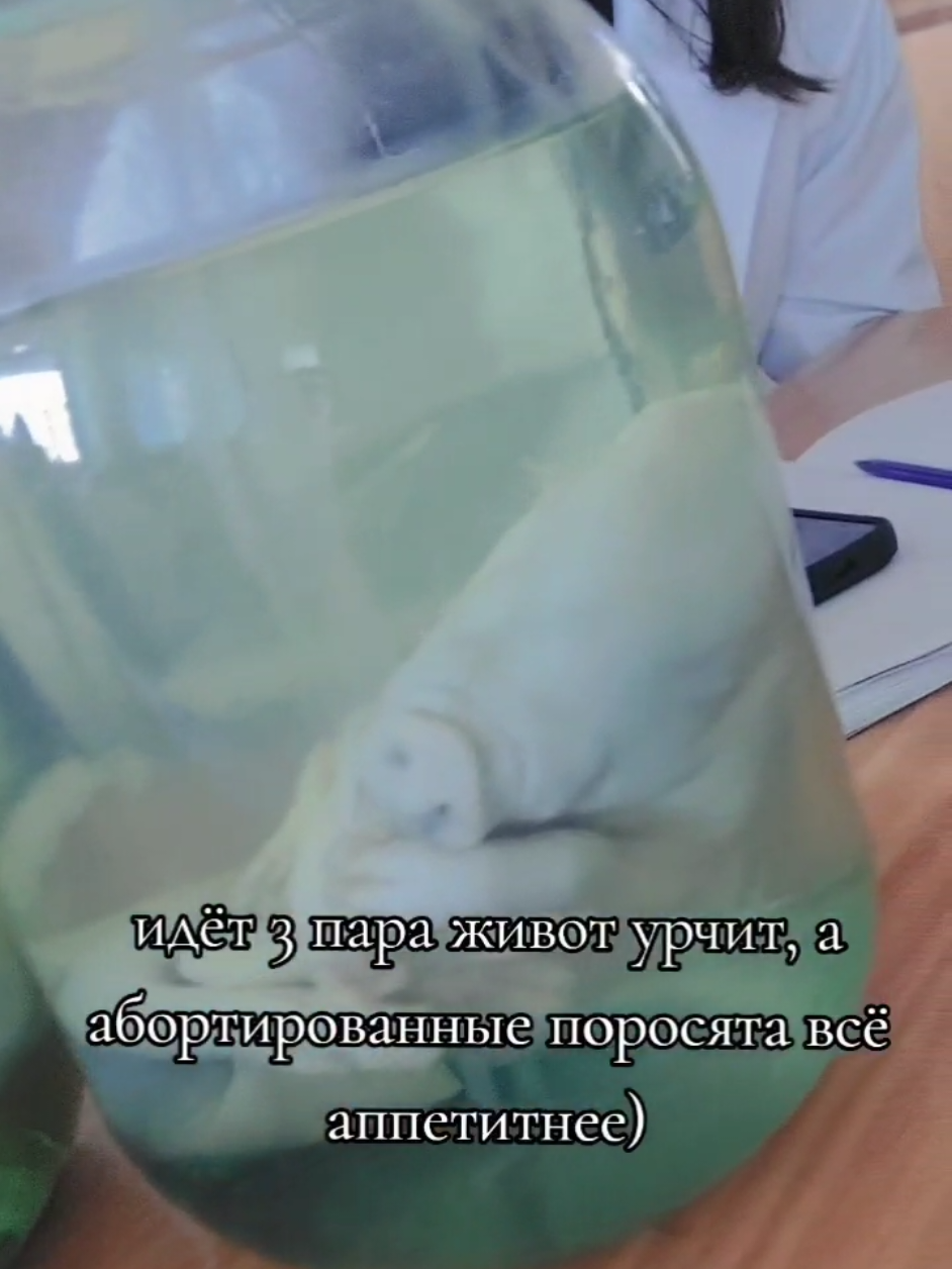 интересно такое заблокируют😃 #анатомия #поросята #зоотехник #шутка #аграрныйколледж #аграрный #томск #70 #foryou #fyp 