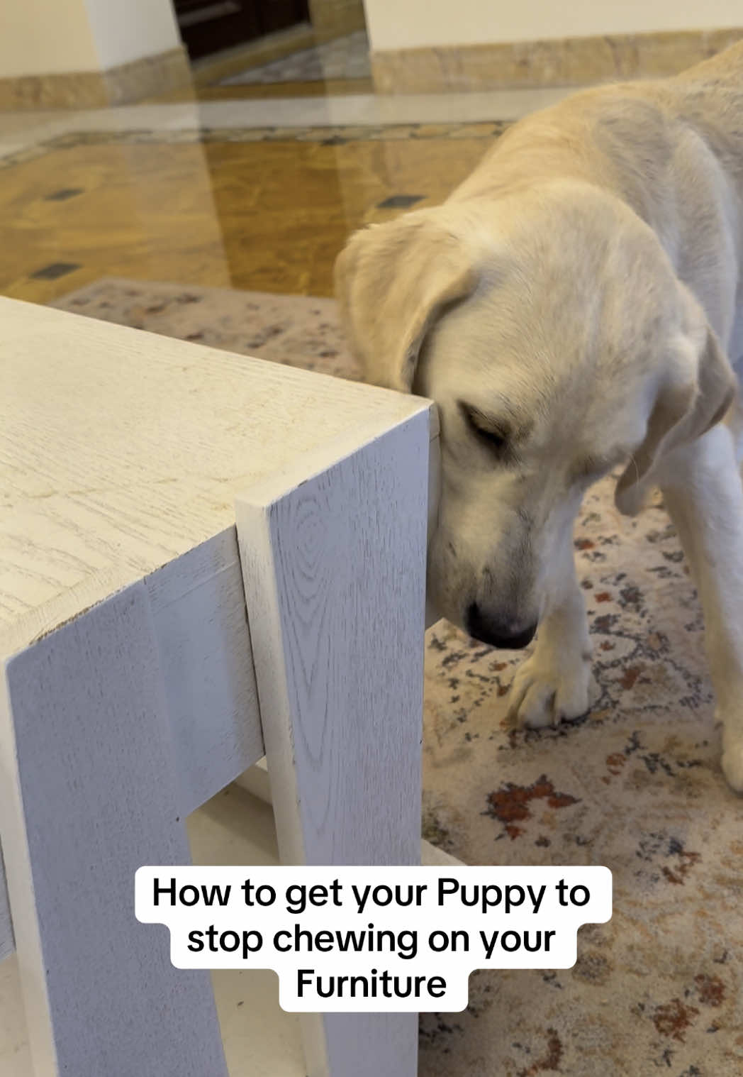 Trying to see if this will get them to stop chewing my cornerst #stopthechew #dogtraininghack #PetTok
