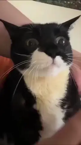Cat's Adorable Reaction to Treat: Pure Happiness! Watch this heartwarming moment as we hand-feed our adorable black and white cat a tasty treat! See the cute feline's sweet reaction. This video is a must-see for cat lovers everywhere! #CuteCat #CatTreats #BlackAndWhiteCat #CatVideo #AdorableAnimals #PetVideo #FelineFriends #KittenLove #CatsofInstagram #AnimalLovers