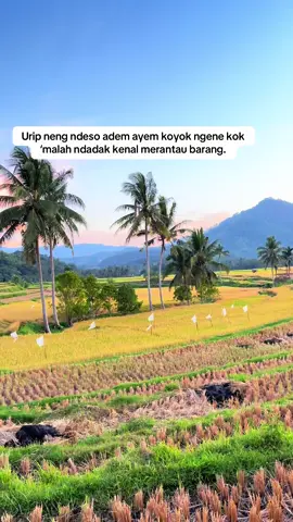 #masukberanda #storyjowo #fyp 