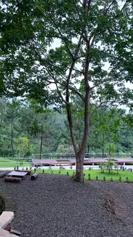 Natural Sound & Vibes 🍃🌲 #banyupinus #glampingbanyupinus #wisatasubang #glampingciater 