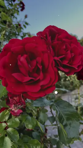 #CapCut #flower#song#picture#rose#nice#red#green@baljit singh @Lubana @Annabell Modrow @crazykid2020 @Shinku @Avi noor collection 