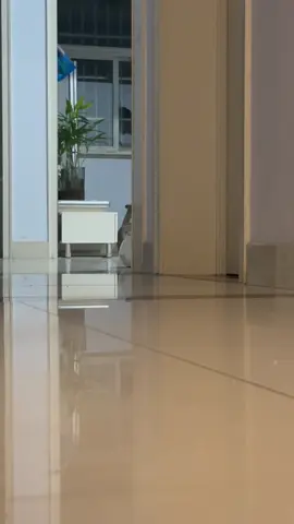 #Tatcha #pet #catsoftiktok #funnyvideos #funny #cat #lovely #cute #PetsOfTikTok 