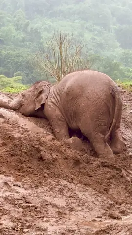 Double Trouble in the Rain! Baby LekLek and Chompu had a ball playing together in the mud — and the rain just made it even more fun! 🌧️💚🐘 ความสนุกคูณสองท่ามกลางสายฝน 😆 #SaveElephantFoundation  #มูลนิธิอนุรักษ์ช้างและสิ่งแวดล้อม #Elephant #ElephantRescue    