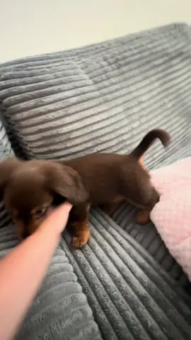 like to bother my momma at 9:00 in the morning with my  hops🐰🐾 ##dachshundsoftiktok##puppydog##justababy##puppytiktok##dachshundlife##dachshundpuppies##fypage##fypシ